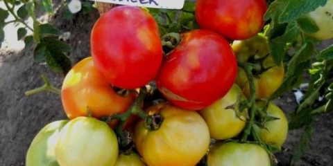 Debeli paradajz: recenzije, fotografije, prinos